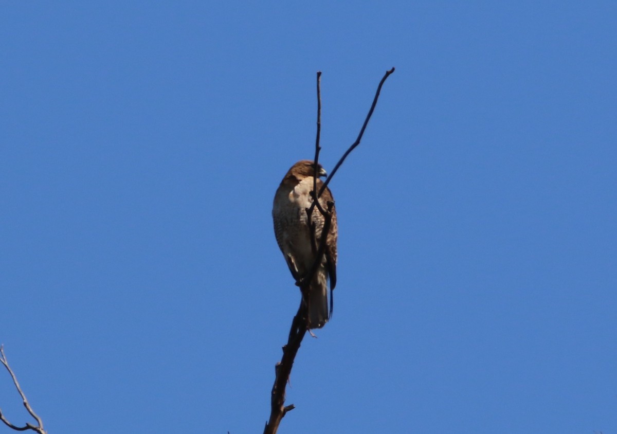Red-tailed Hawk - ML99230131