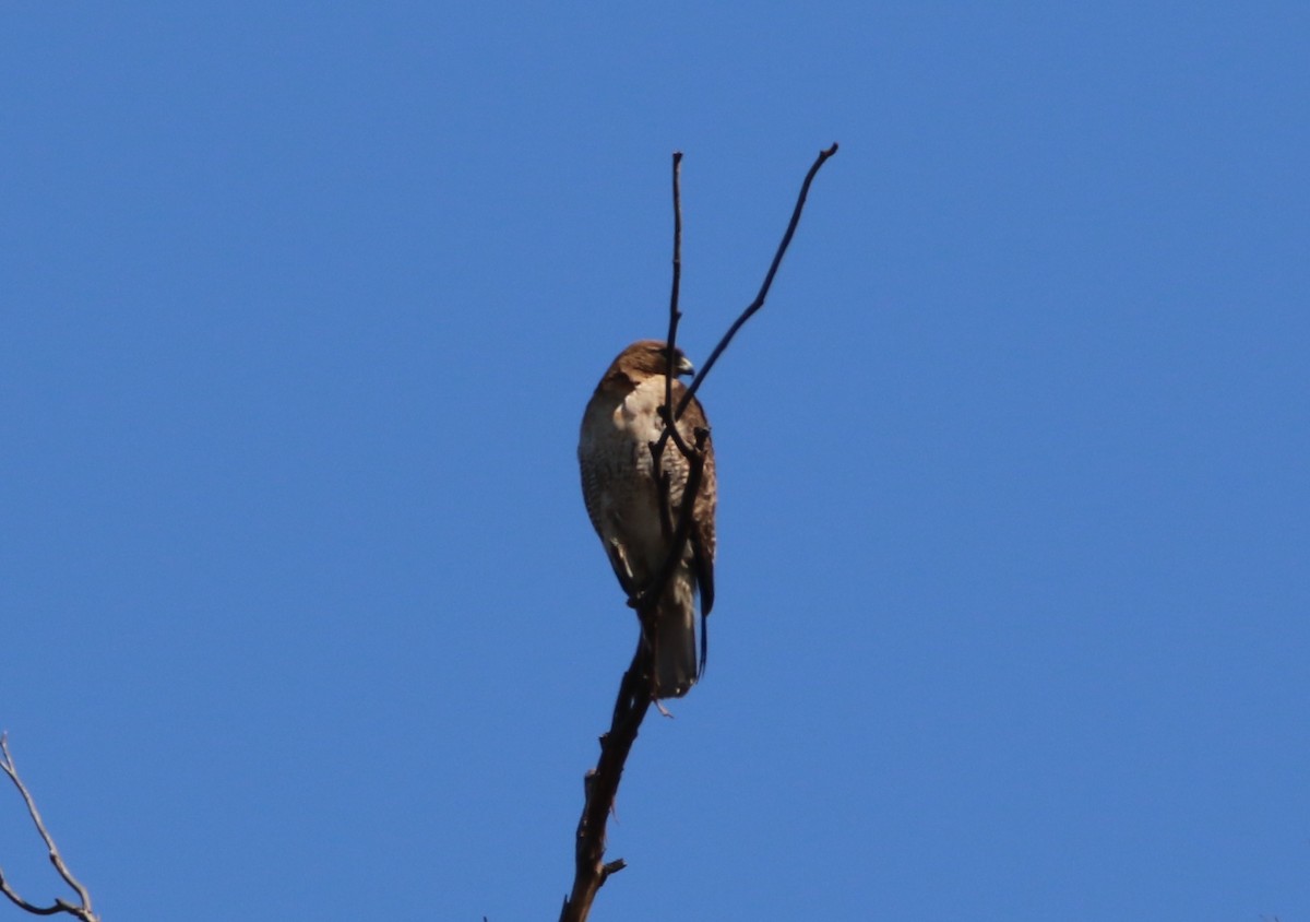 Rotschwanzbussard - ML99230131