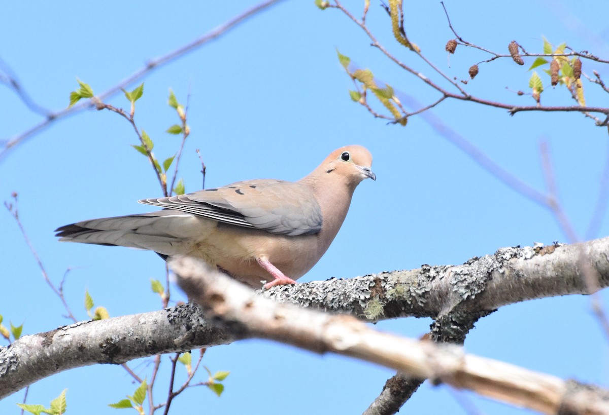 Mourning Dove - ML99230271