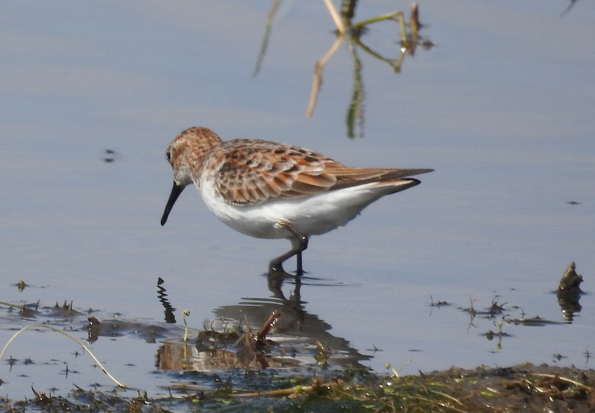 Zwergstrandläufer - ML99230551