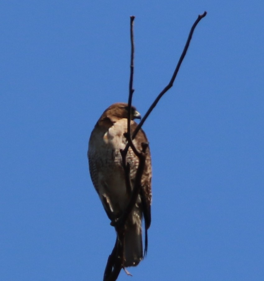 Red-tailed Hawk - ML99231011