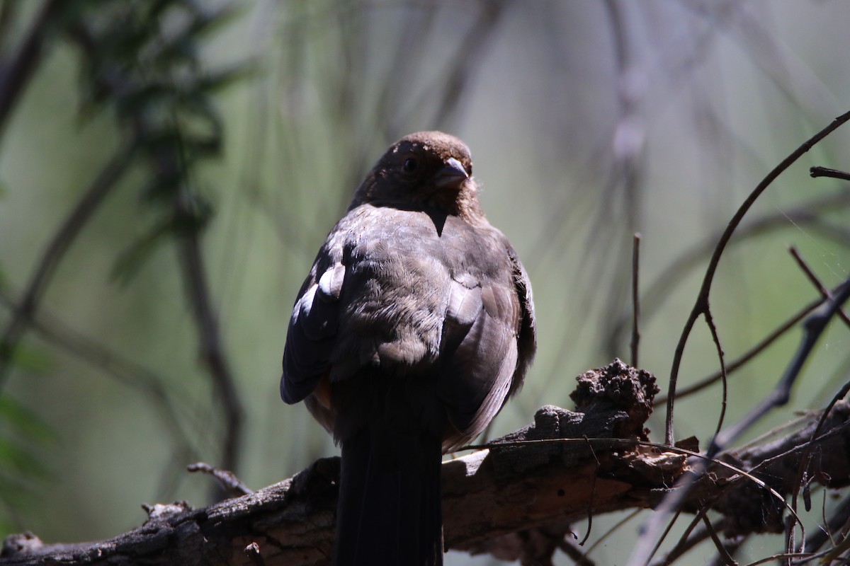 California Towhee - Bud Poole 🌳