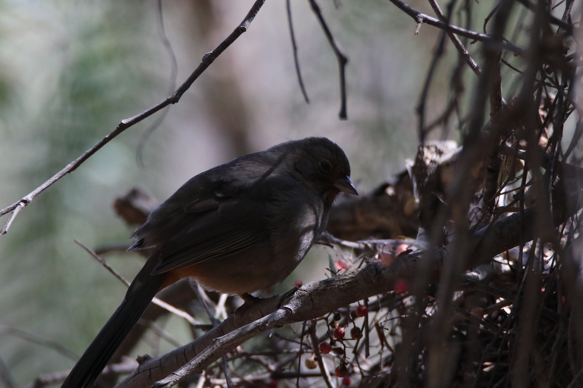 California Towhee - ML99233671