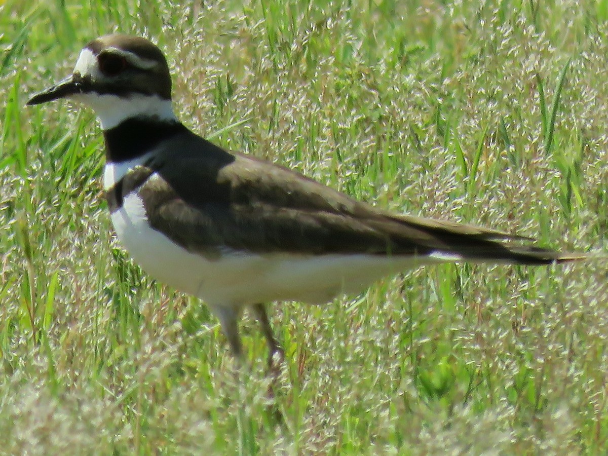 Killdeer - ML99234411