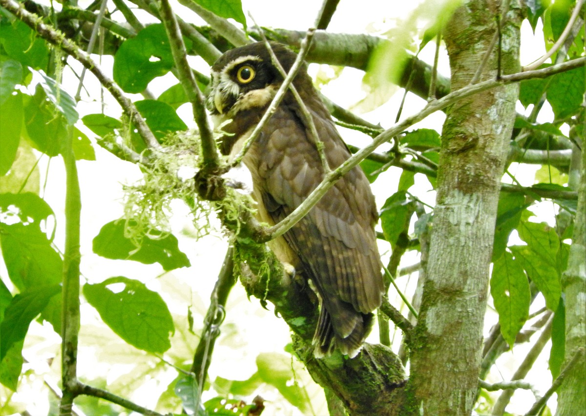 Spectacled Owl - ML99235611