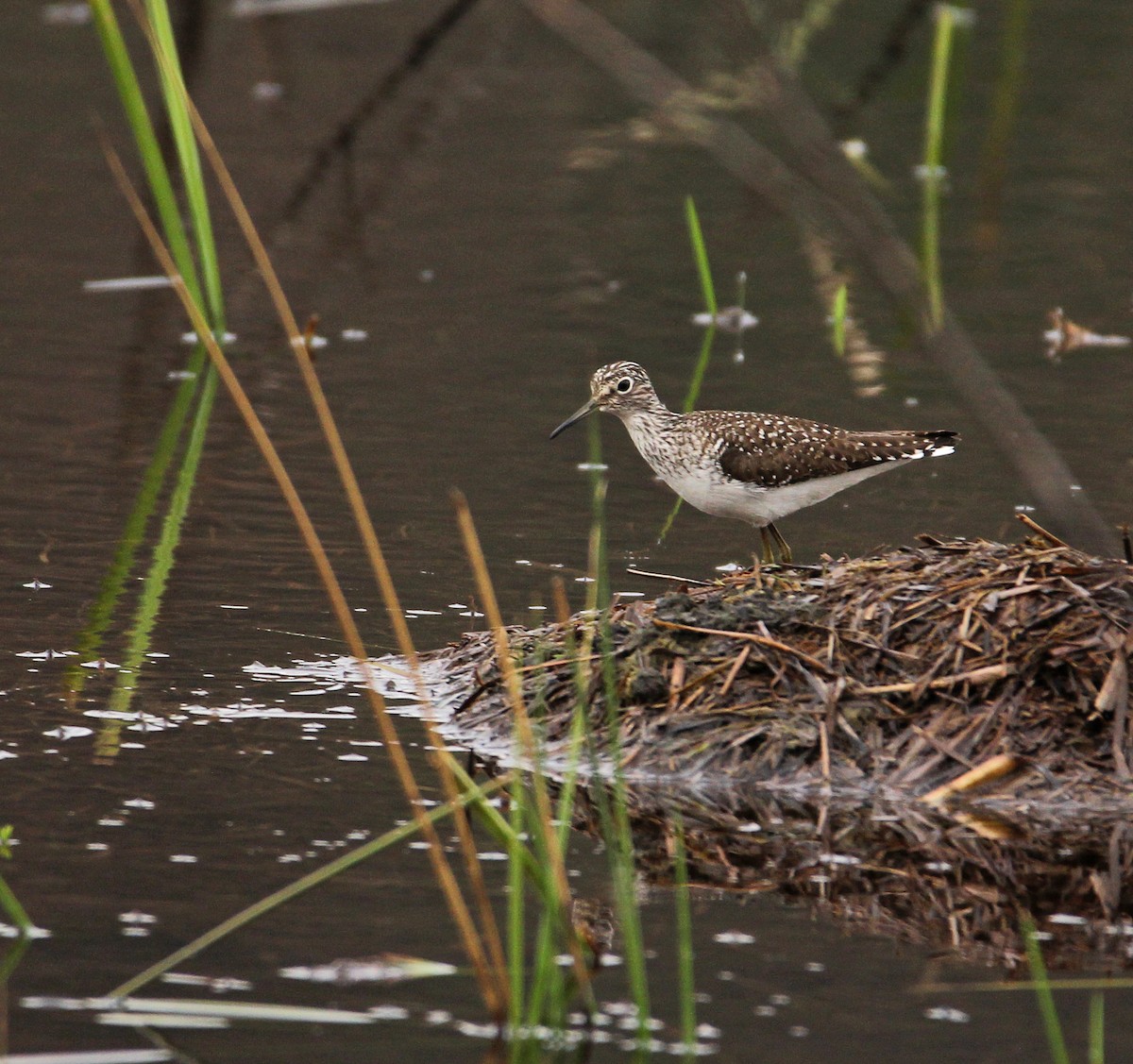 Solitary Sandpiper - ML99237281