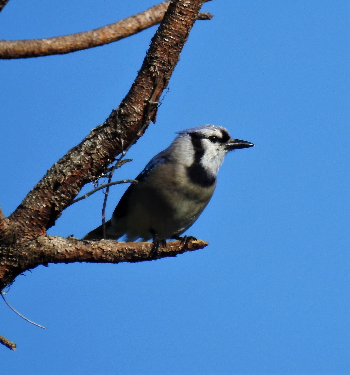 Blue Jay - ML99240791