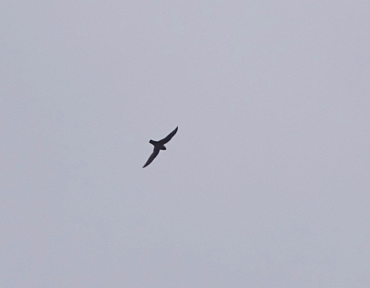 Black Swift - ML99240891