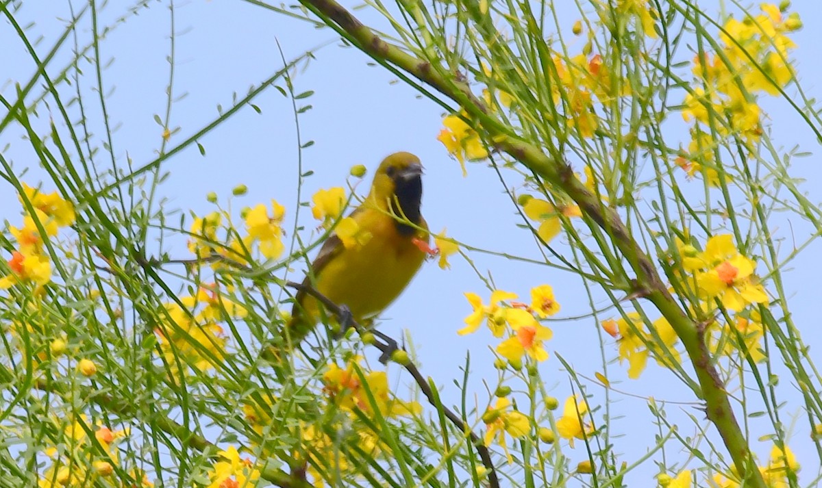 Orchard Oriole - ML99241261