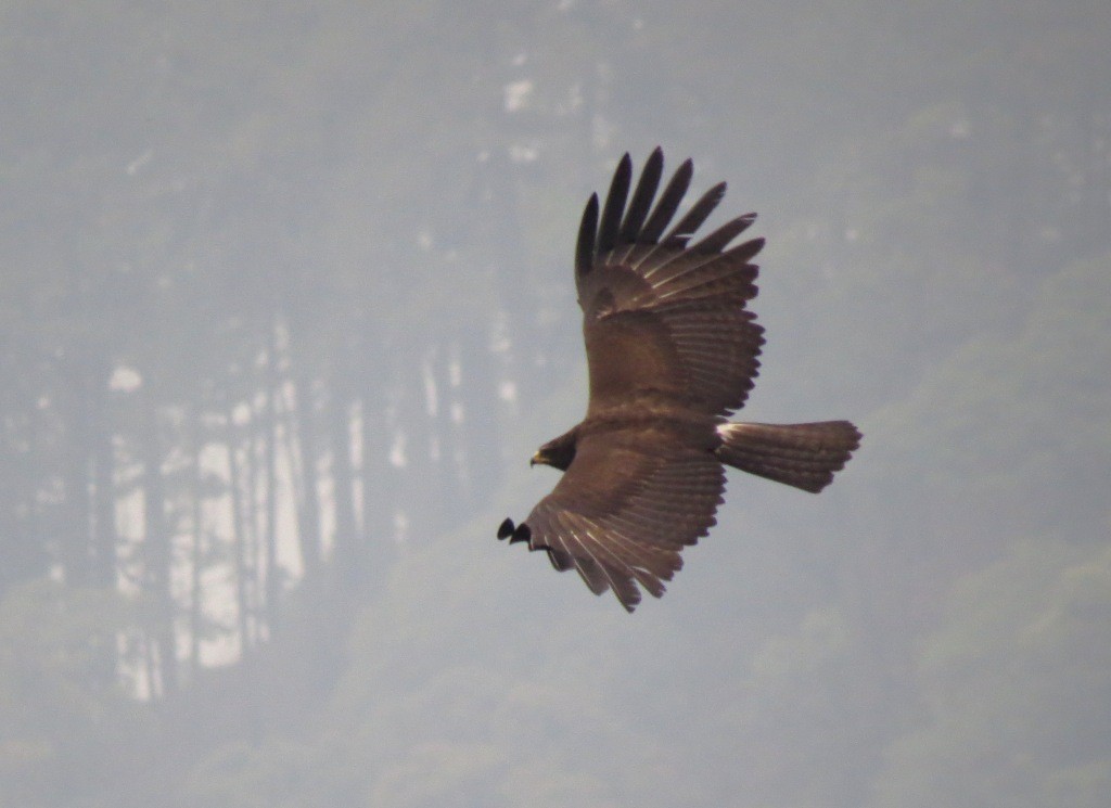 Águila Milana - ML99241431