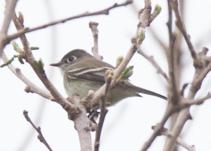 Least Flycatcher - Lori Widmann