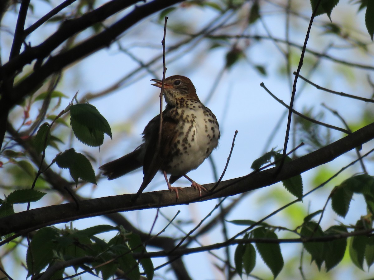 Wood Thrush - ML99244371