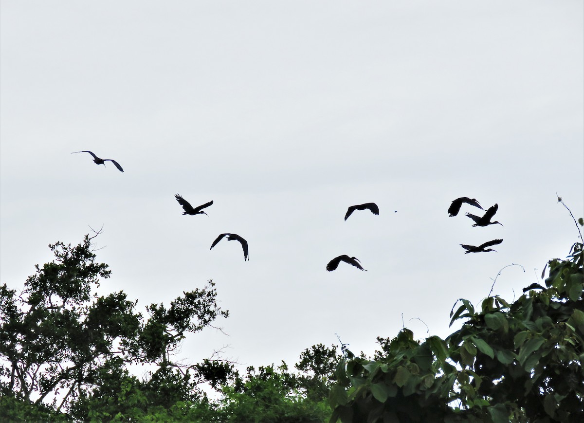 Bare-faced Ibis - ML99245461