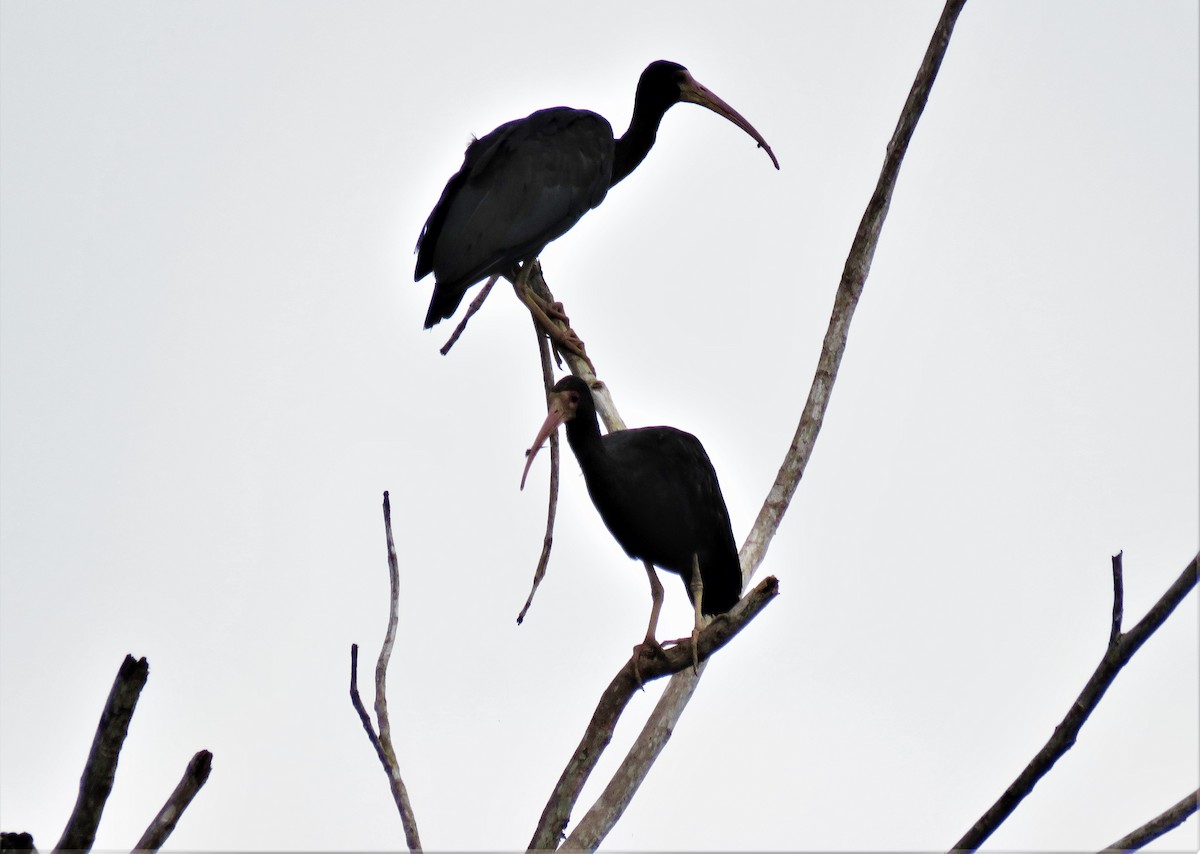 ibis tmavý - ML99245661