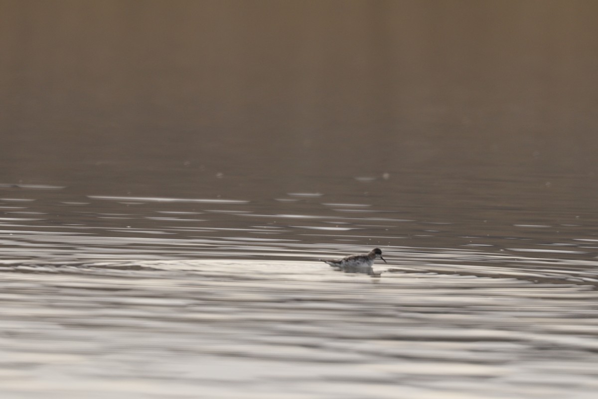 Red-necked Phalarope - ML99245841