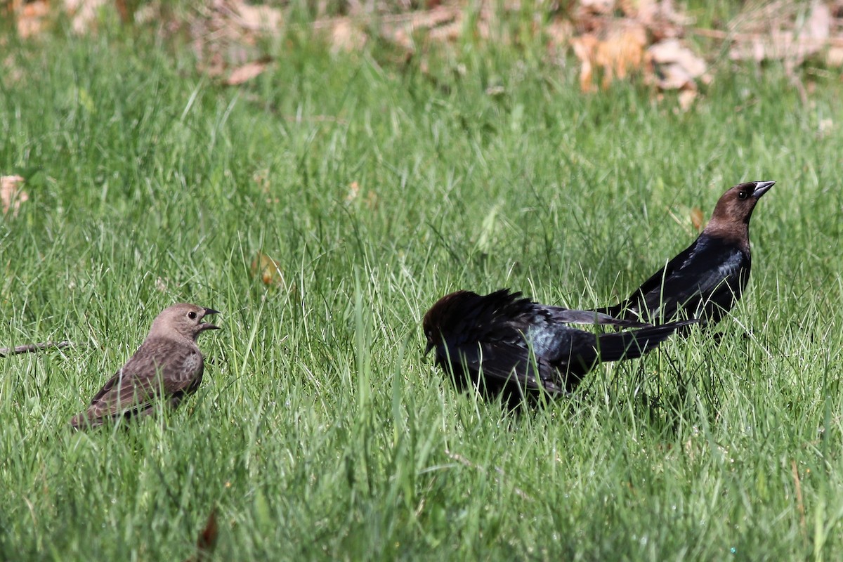 Brown-headed Cowbird - ML99246721