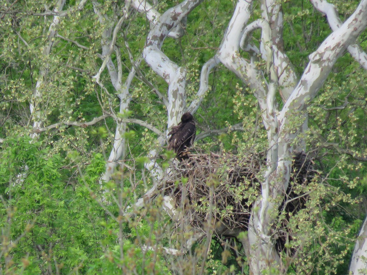 Weißkopf-Seeadler - ML99247161