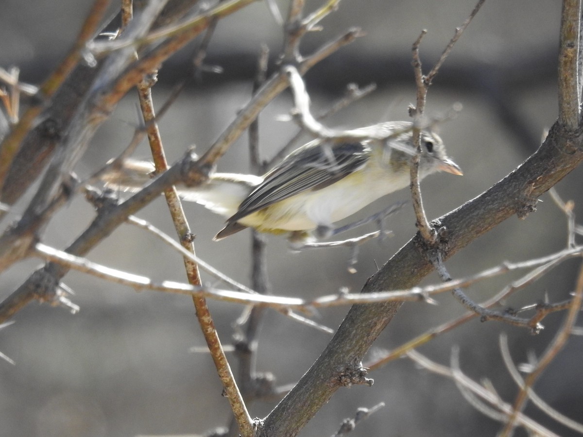 Bell's Vireo - ML99247371