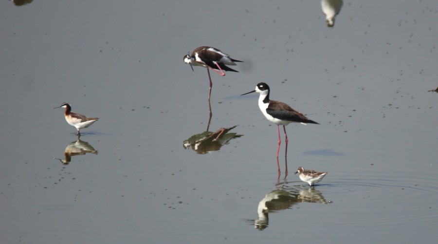 Falaropo Tricolor - ML99247971