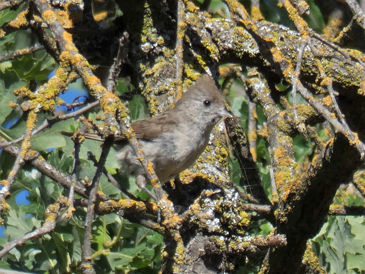 Oak Titmouse - ML99248451