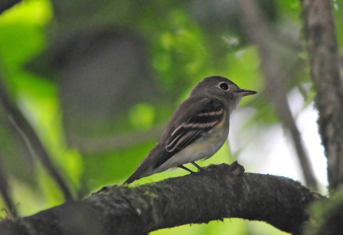 Acadian Flycatcher - ML99250471