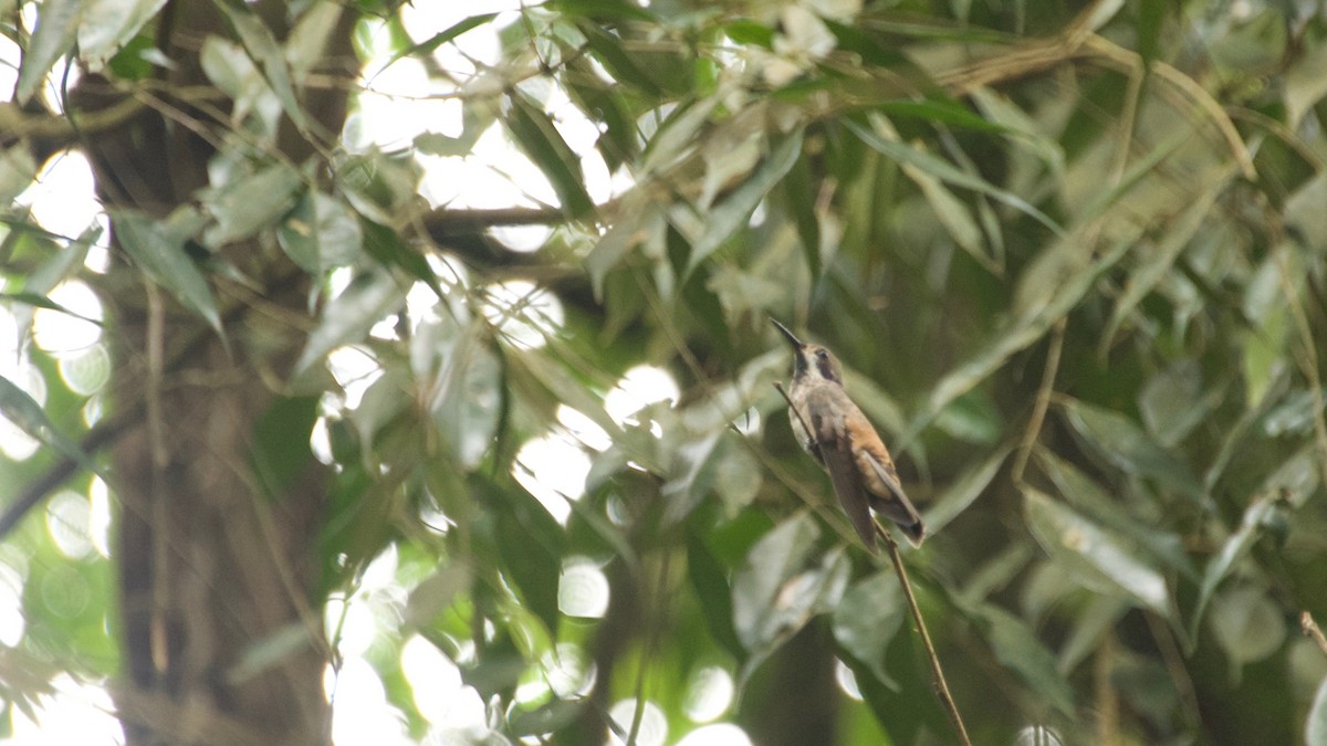 Brown Violetear - ML99250941