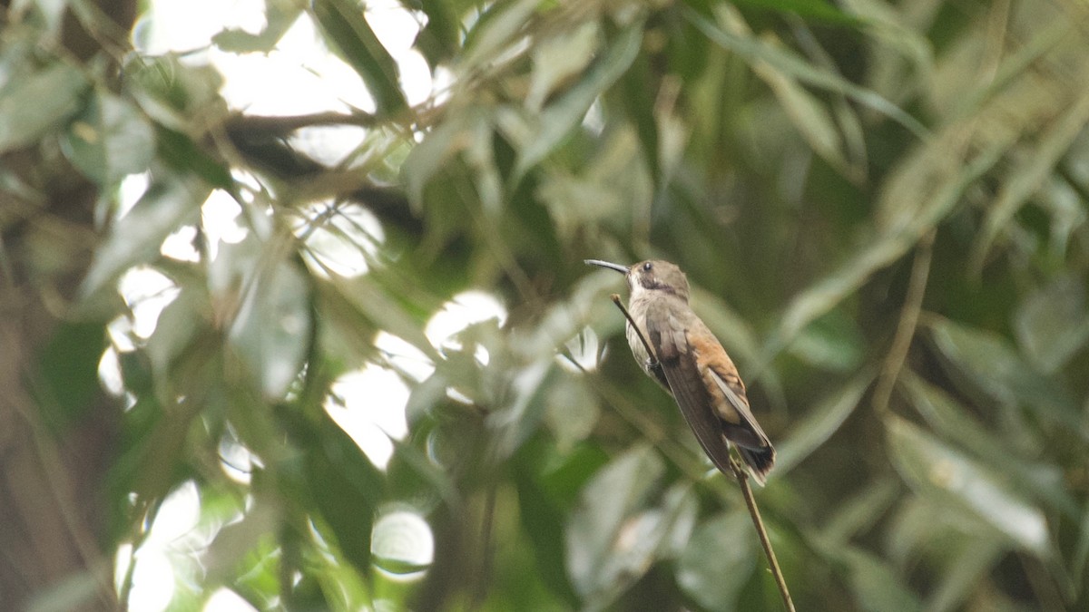 Brown Violetear - ML99250971