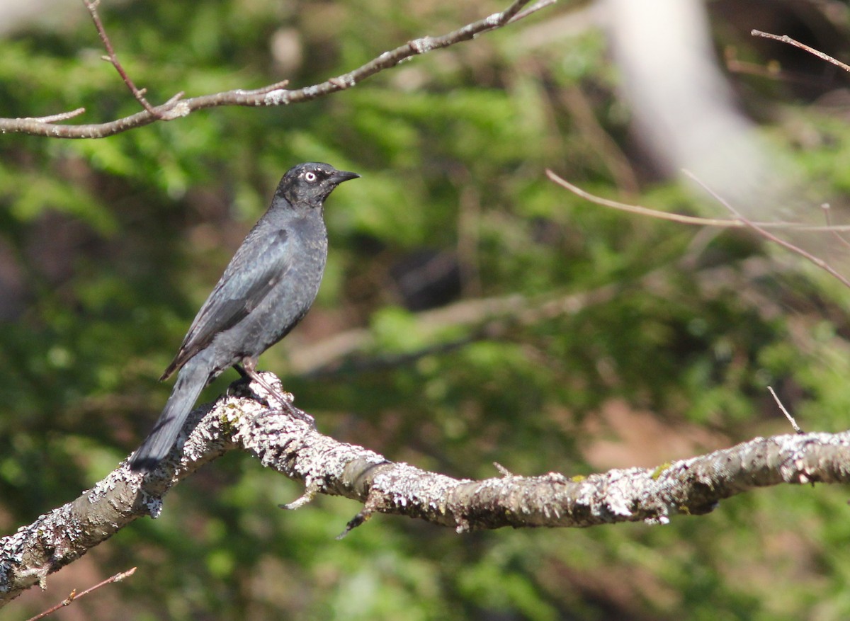 Rusty Blackbird - ML99252811