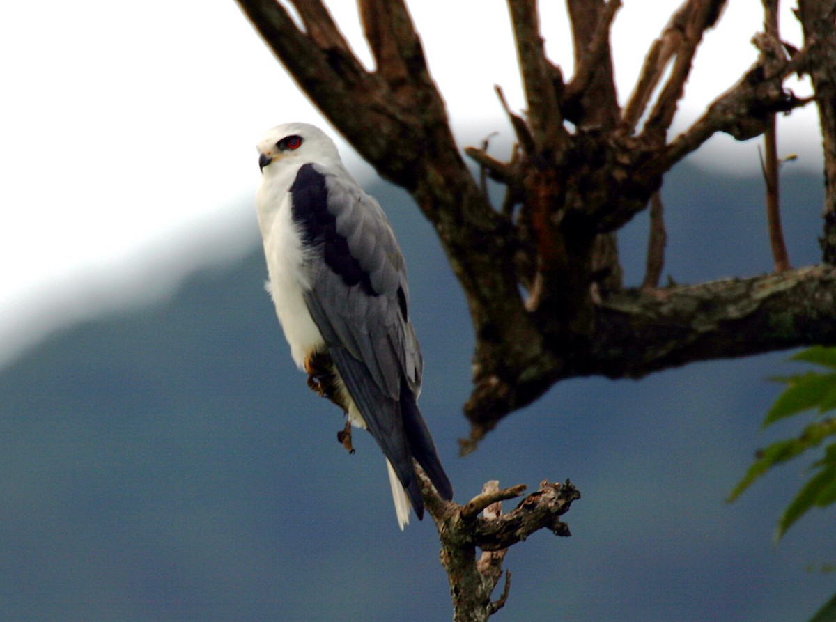 White-tailed Kite - ML99252961