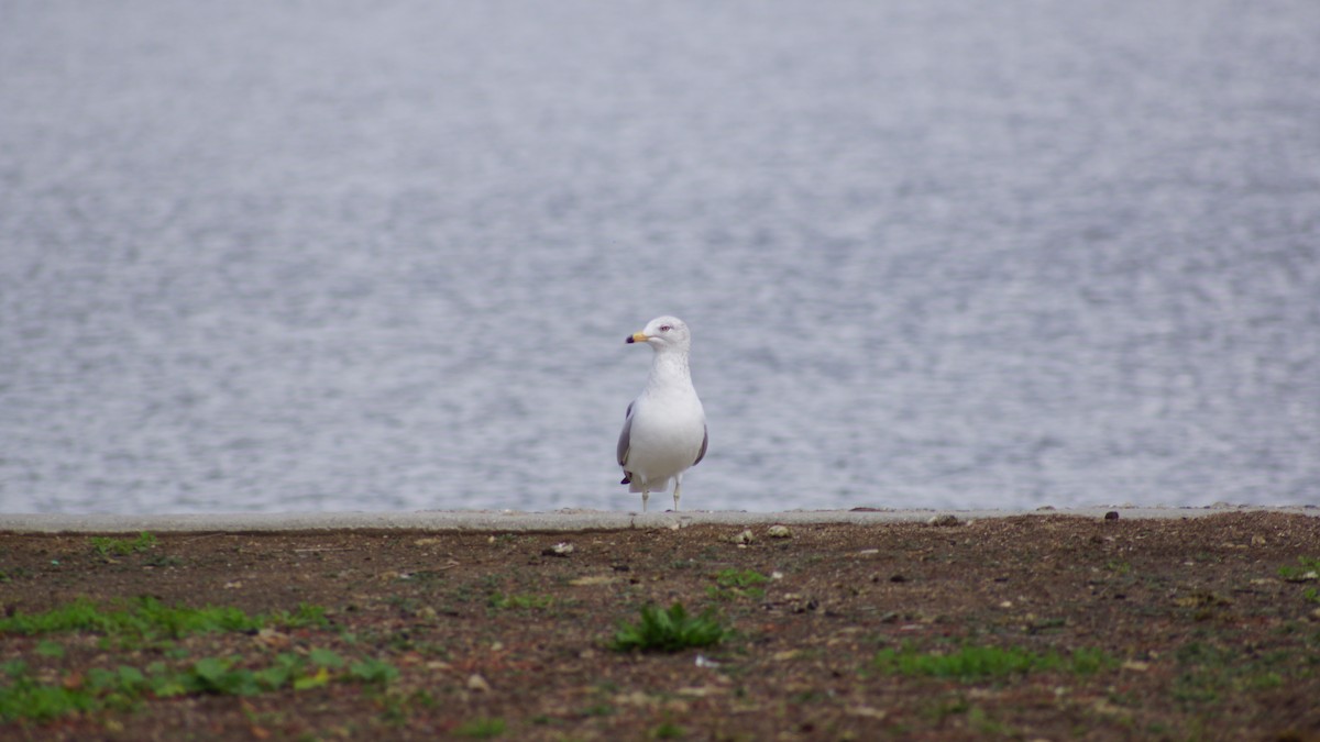 Ring-billed Gull - ML99253201