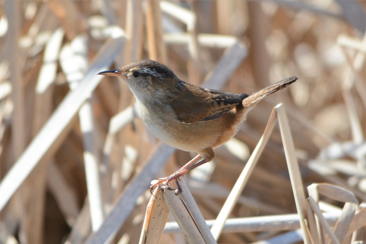 Marsh Wren - Steve Mierzykowski