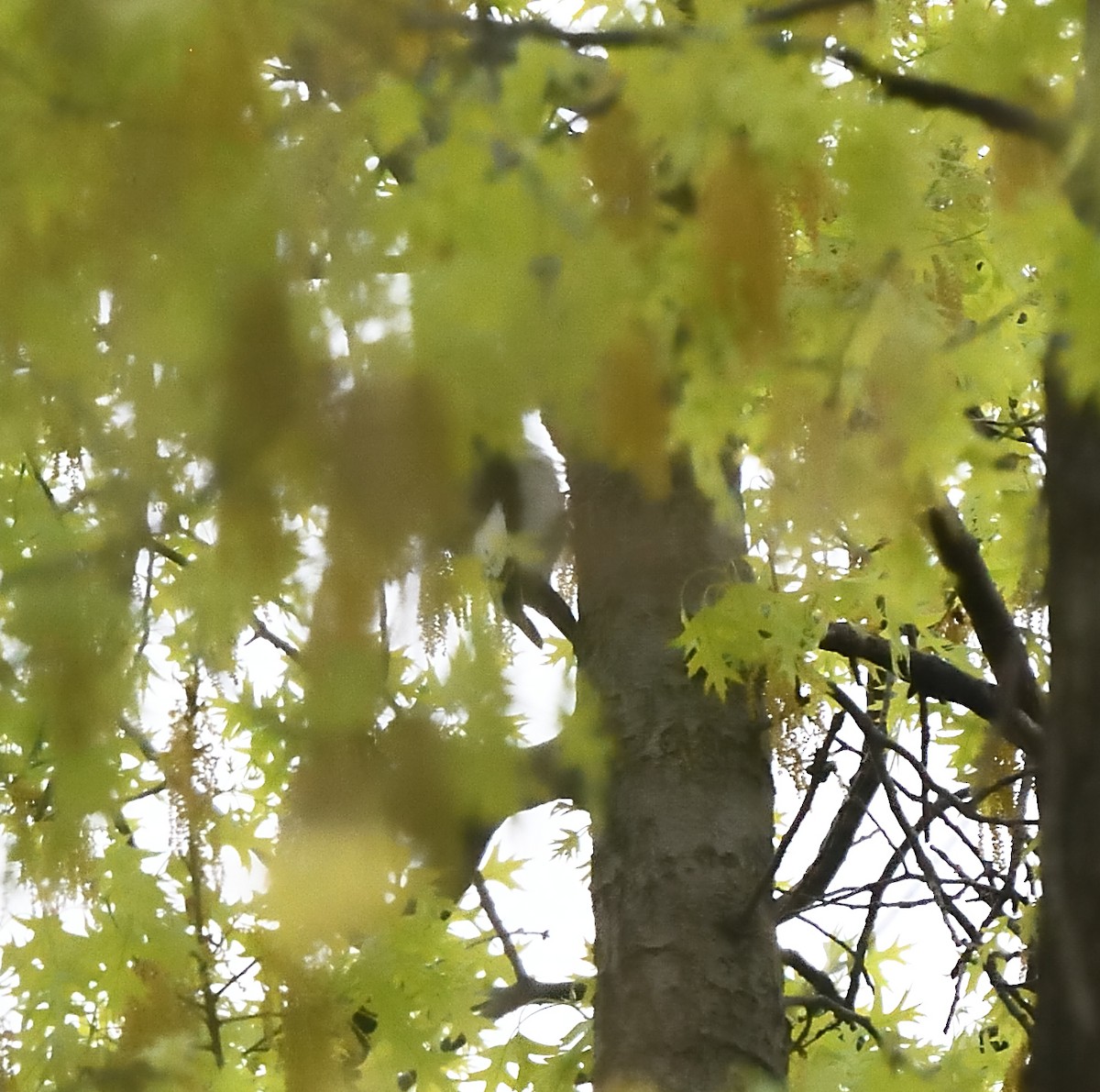 Red-headed Woodpecker - ML99254191