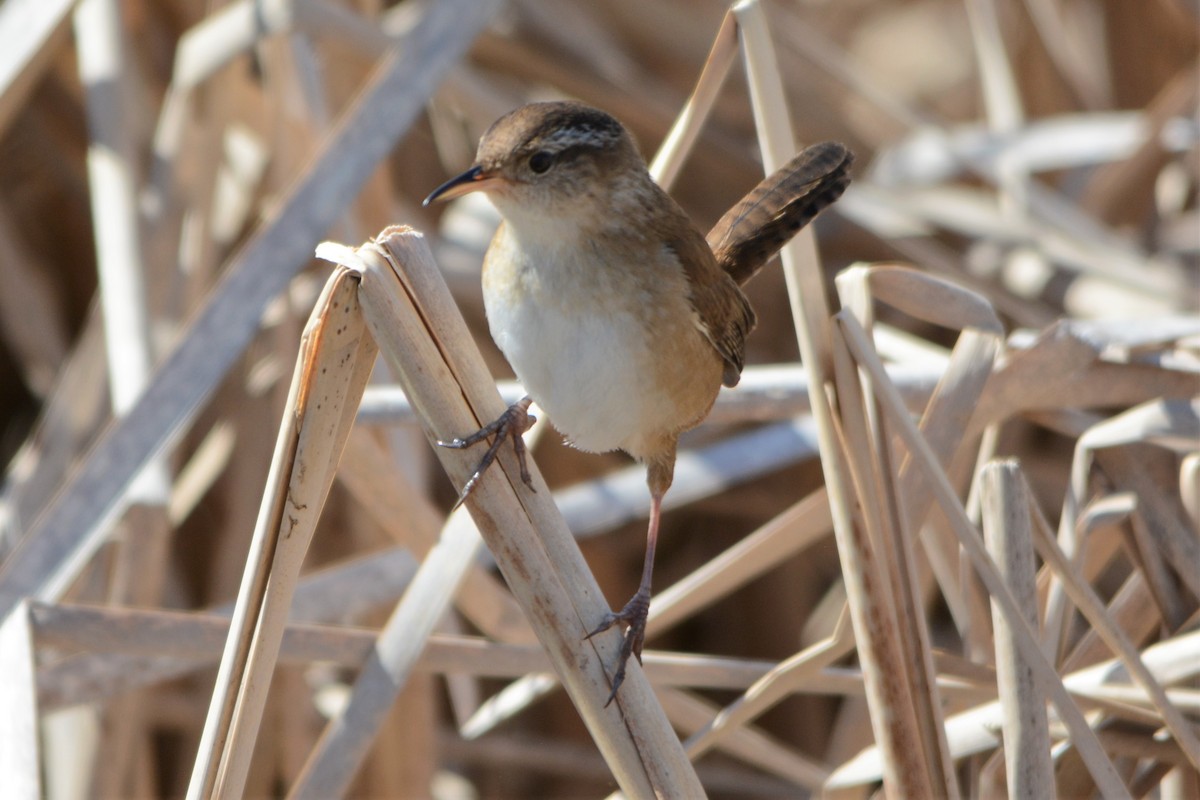 Marsh Wren - ML99254801