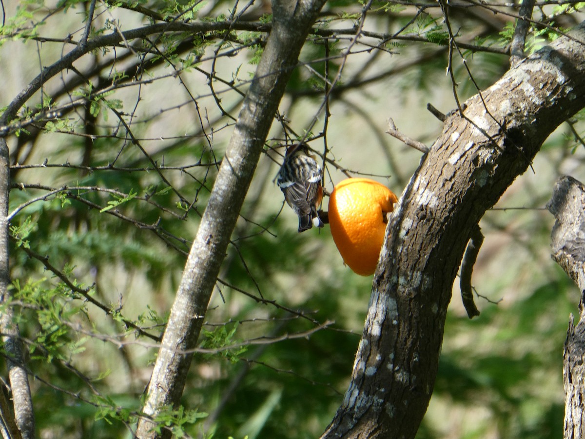 Bay-breasted Warbler - ML99255481