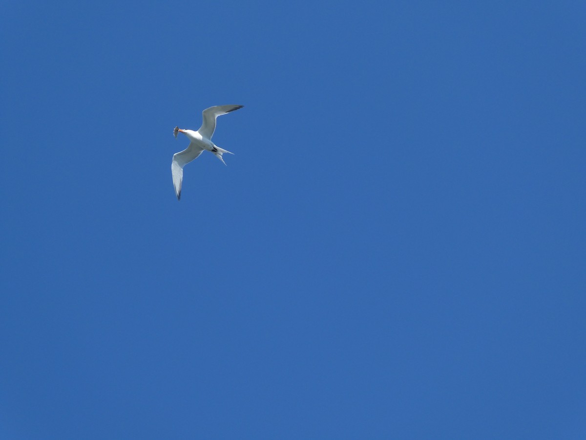 Royal Tern - Al Guarente