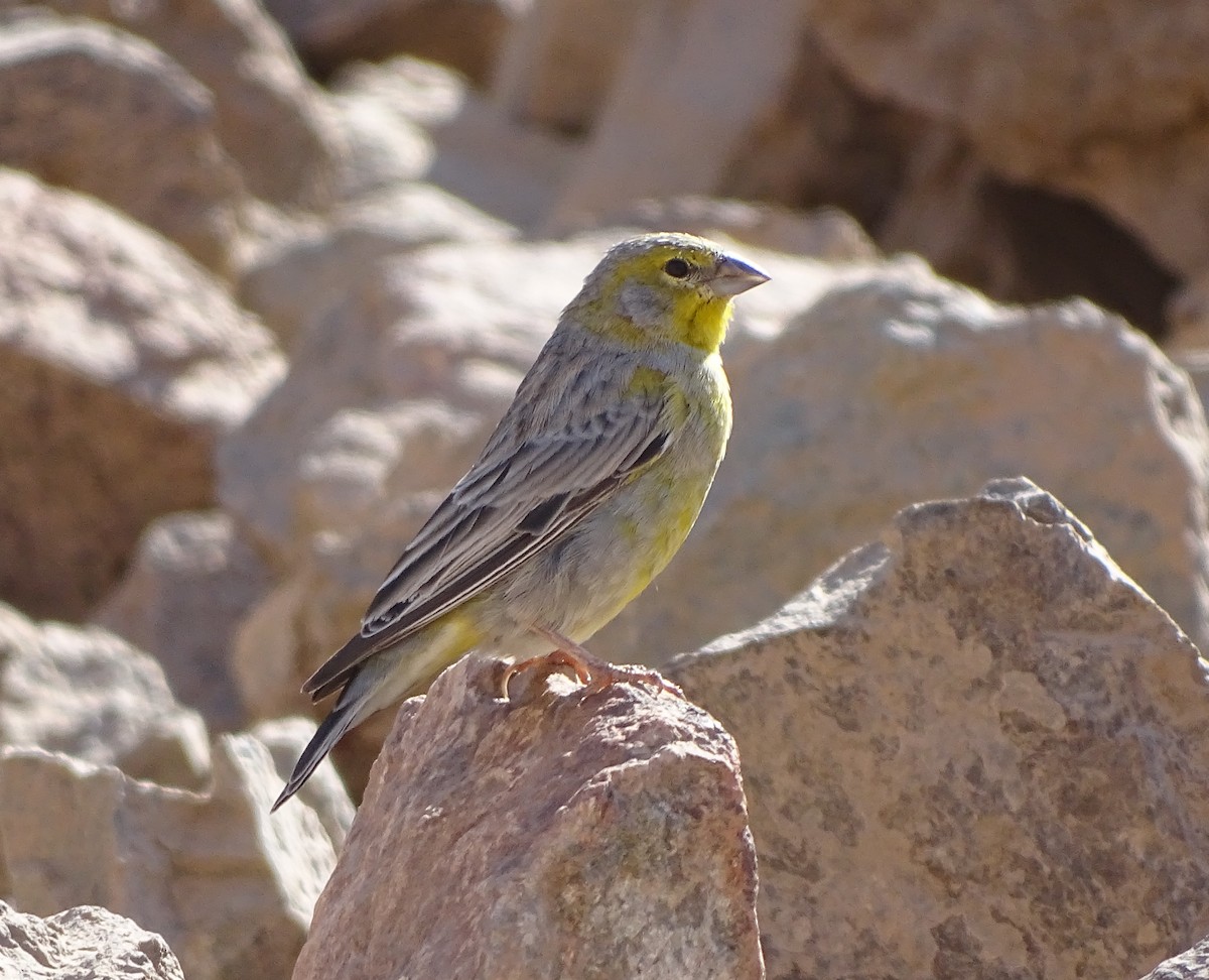Raimondi's Yellow-Finch - Charly Moreno Taucare 🥈