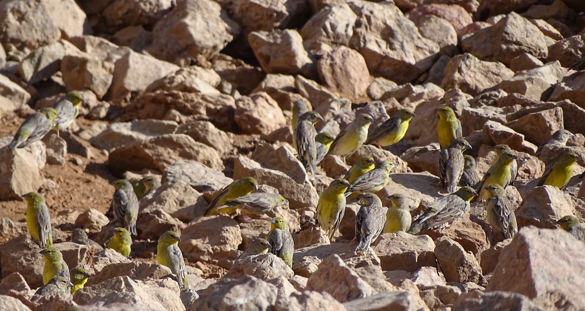 Raimondi's Yellow-Finch - ML99257111