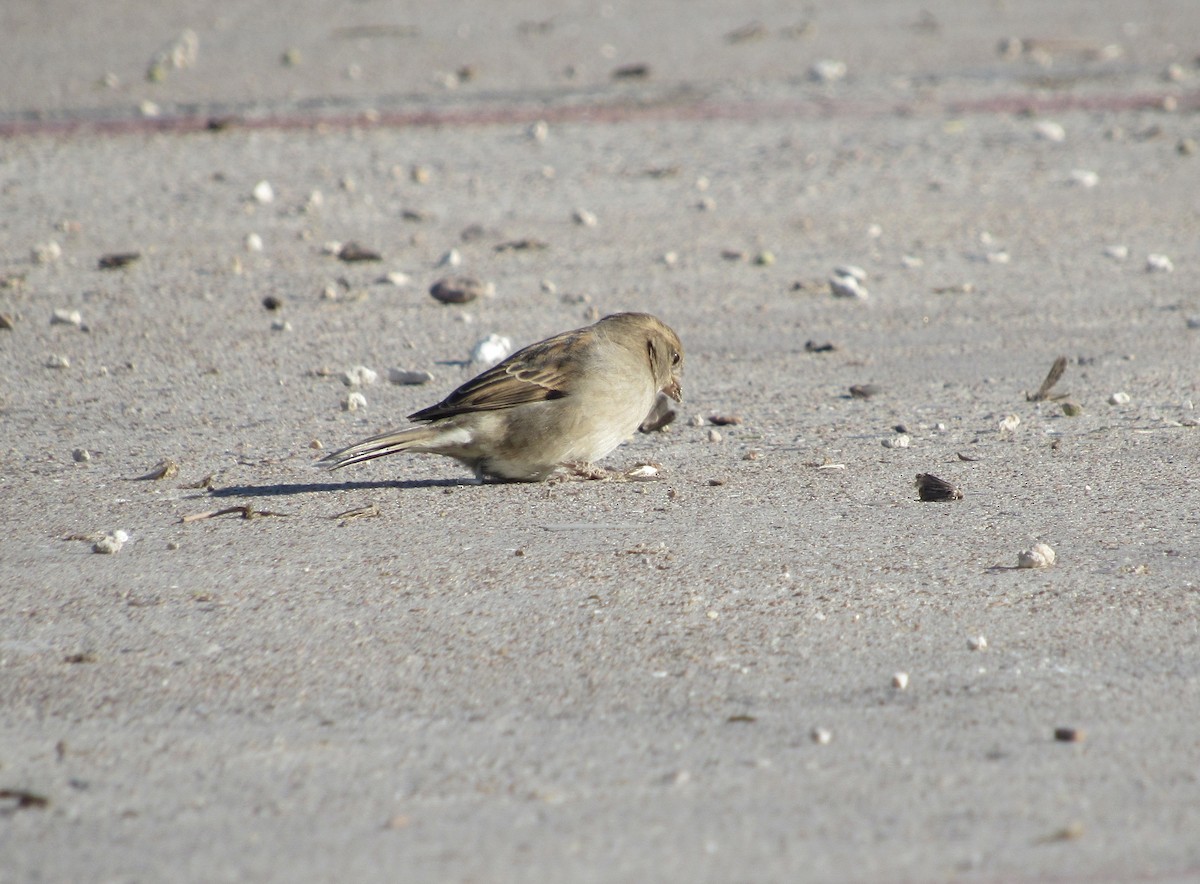 House Sparrow - ML99258511