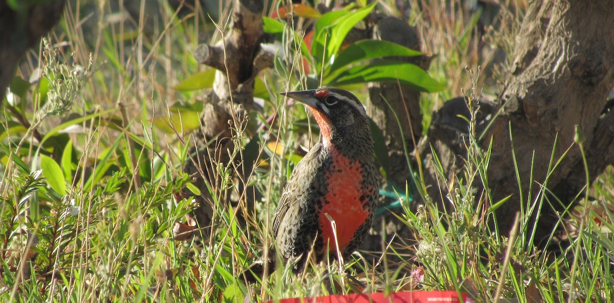 Long-tailed Meadowlark - ML99258551