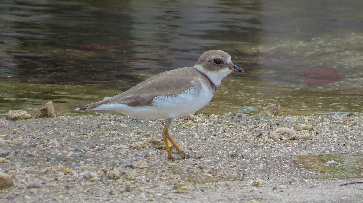Semipalmated Plover - ML99258591