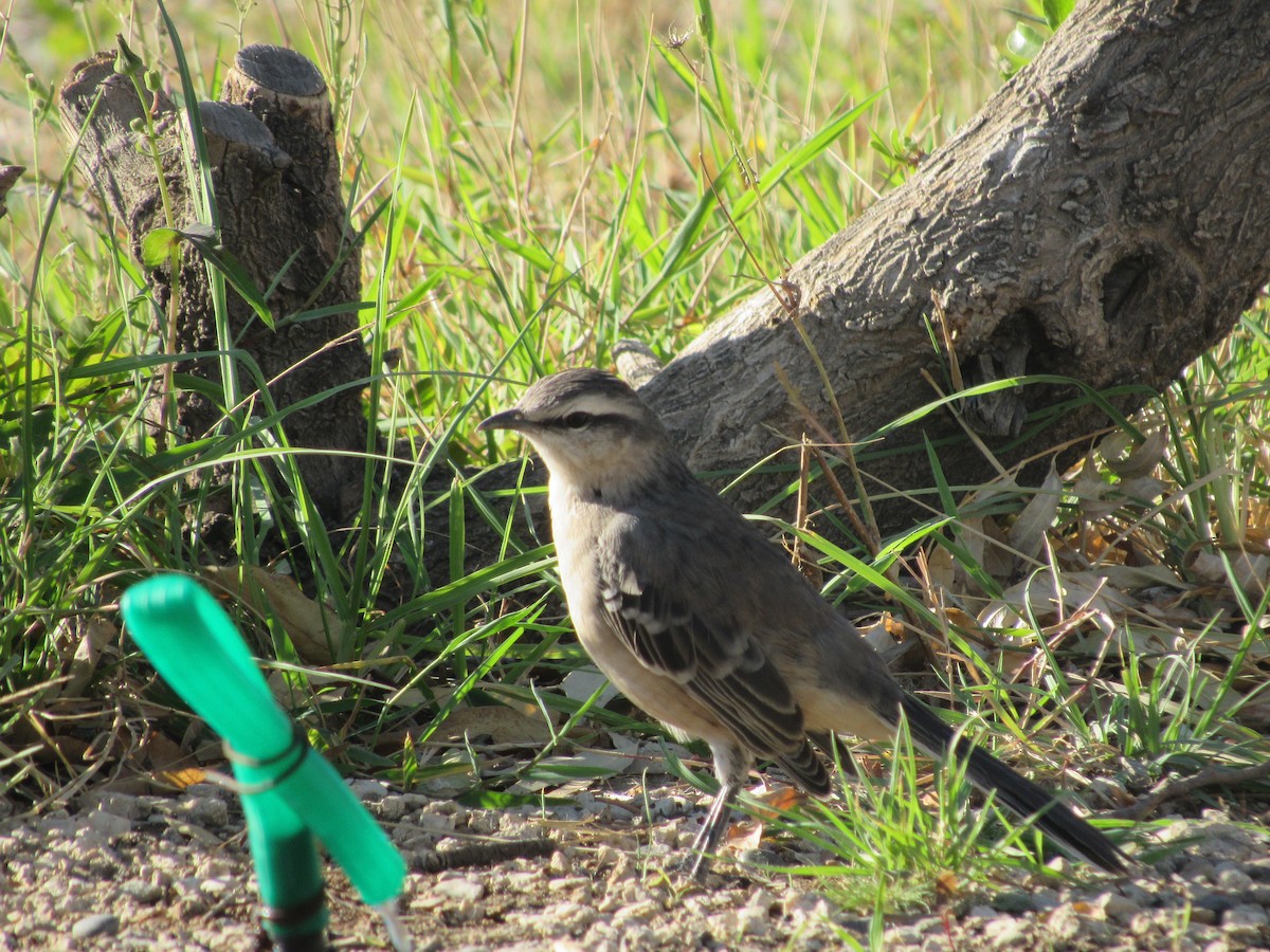 Chalk-browed Mockingbird - ML99258861