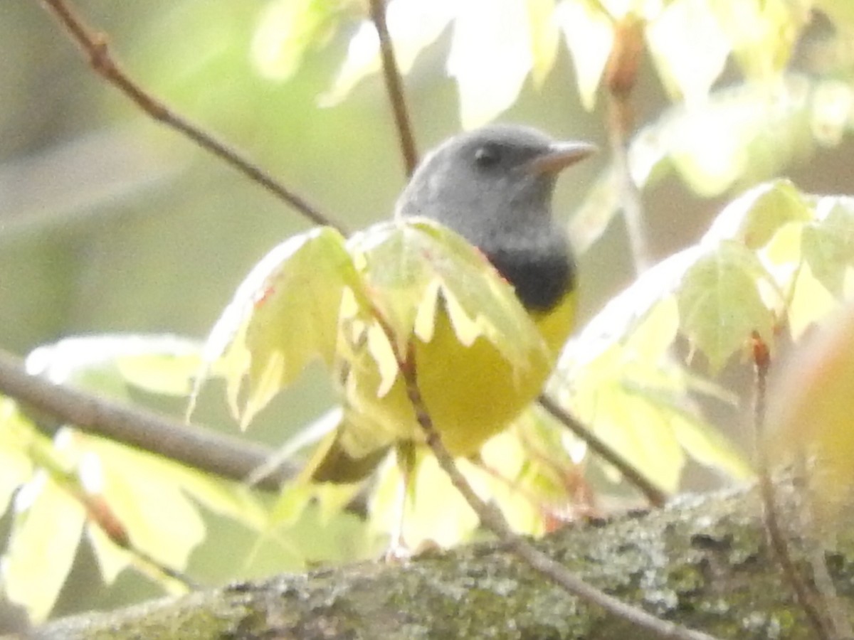 Mourning Warbler - ML99259011