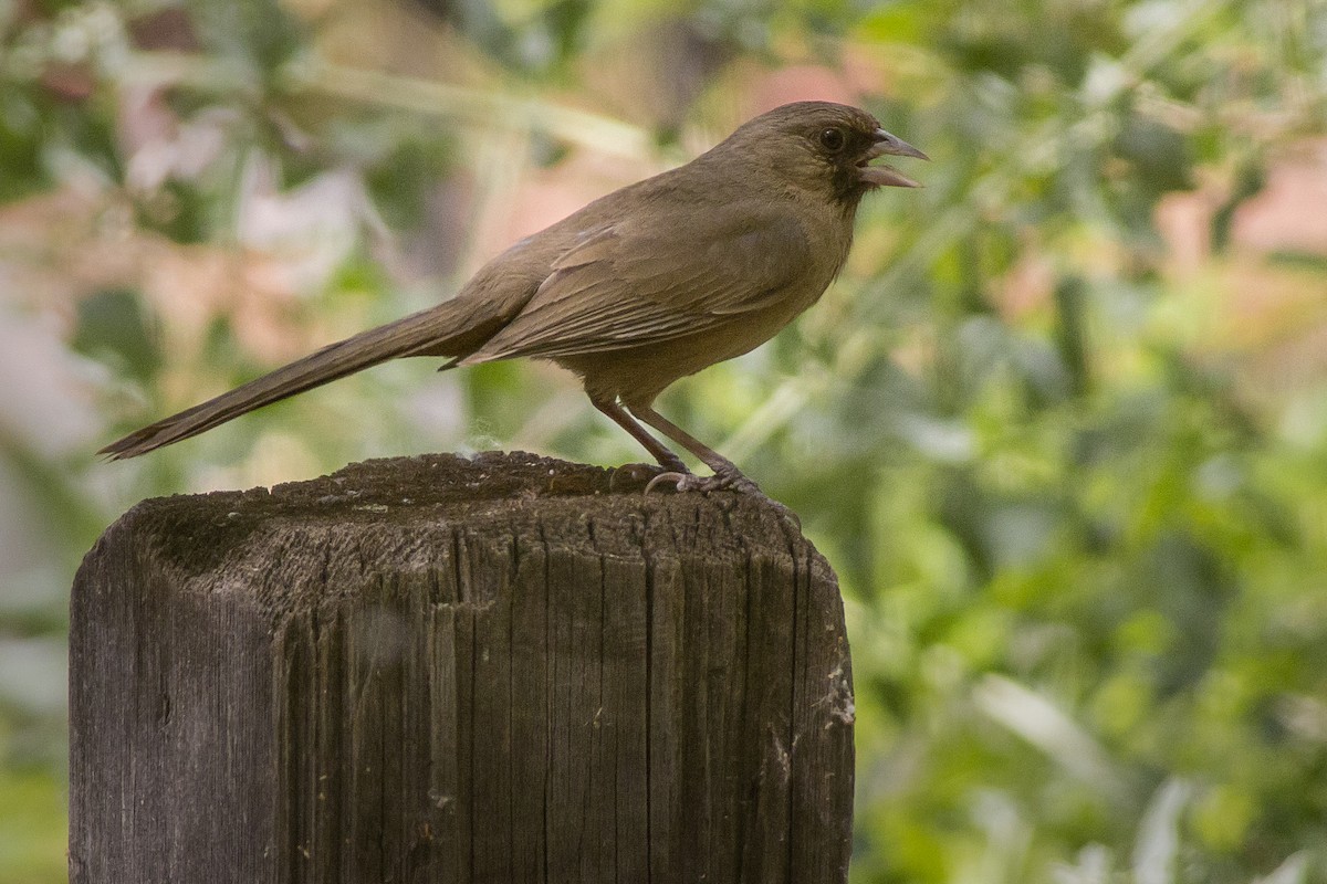Abert's Towhee - ML99259291