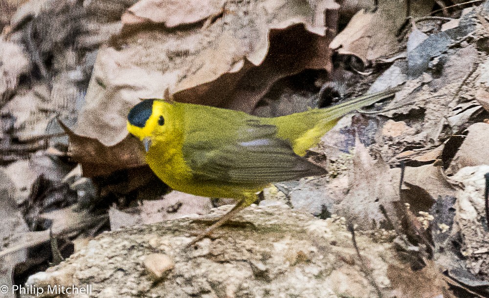 Wilson's Warbler - ML99259921