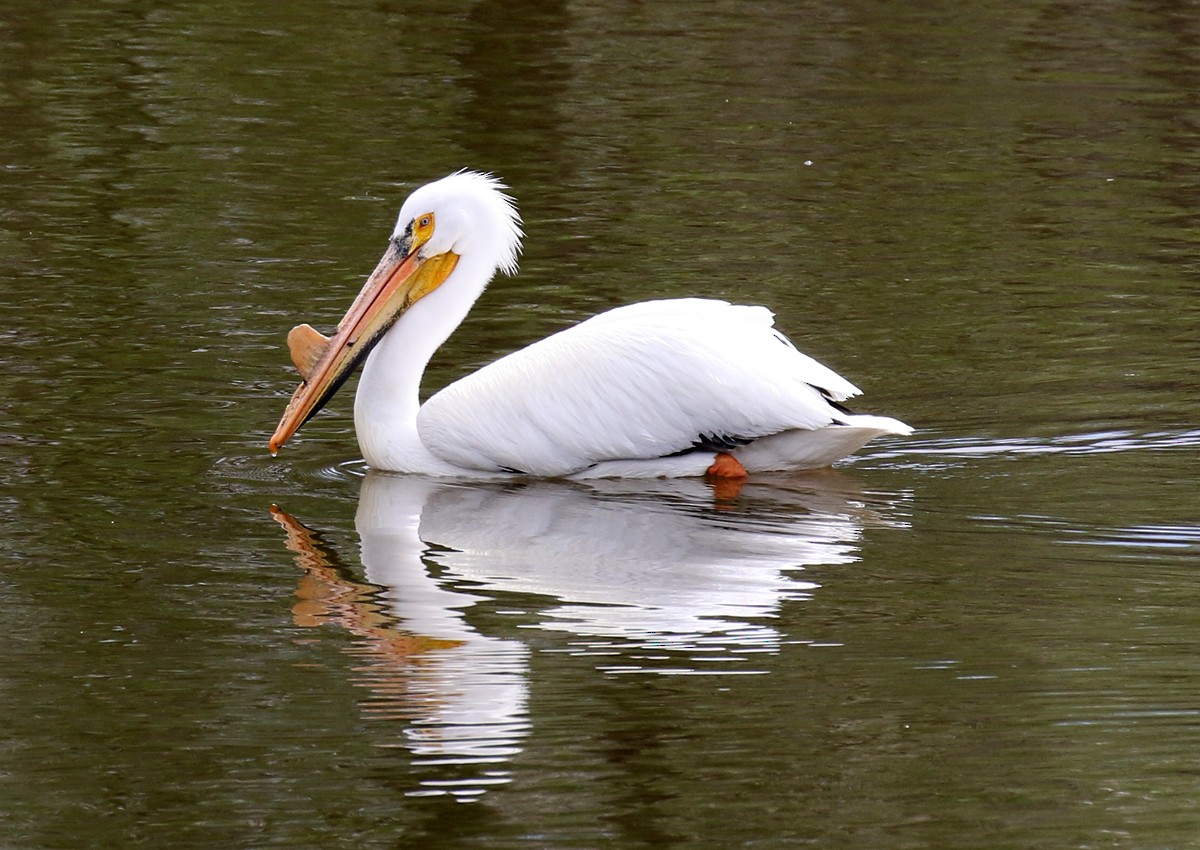 American White Pelican - ML99260461