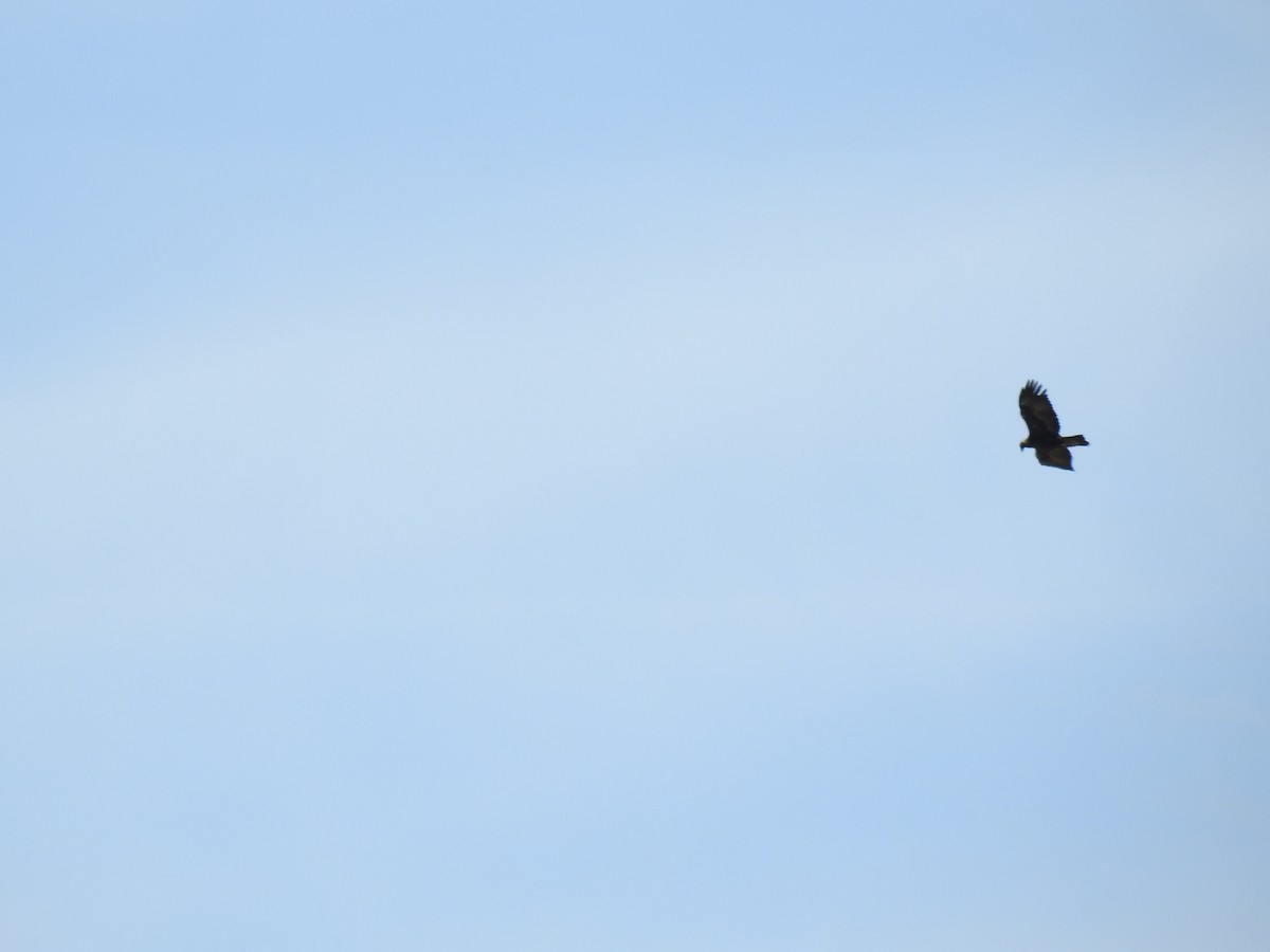 Golden Eagle - Sharon Dewart-Hansen