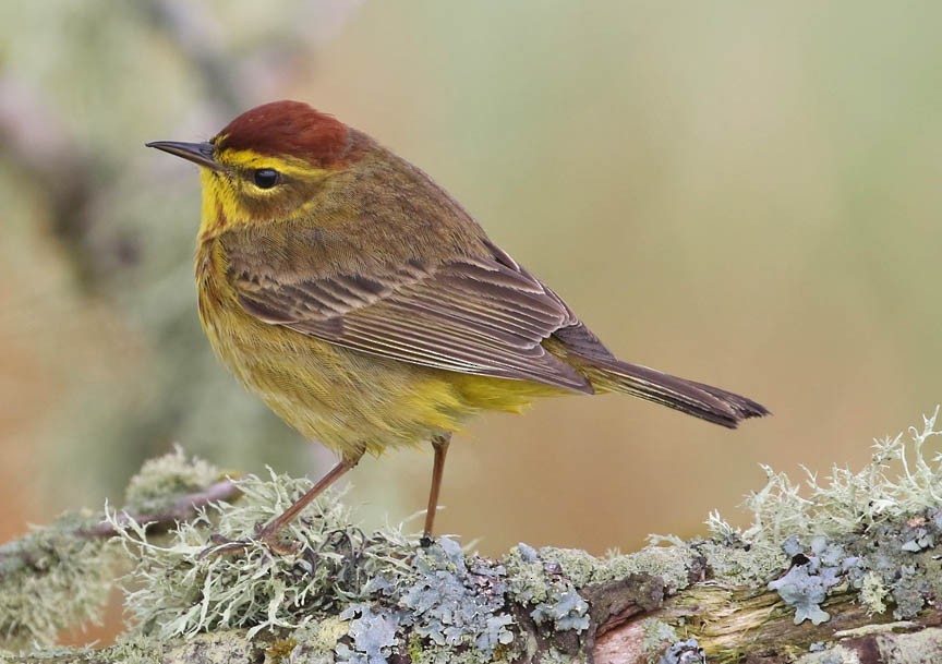 Palm Warbler - ML99261391