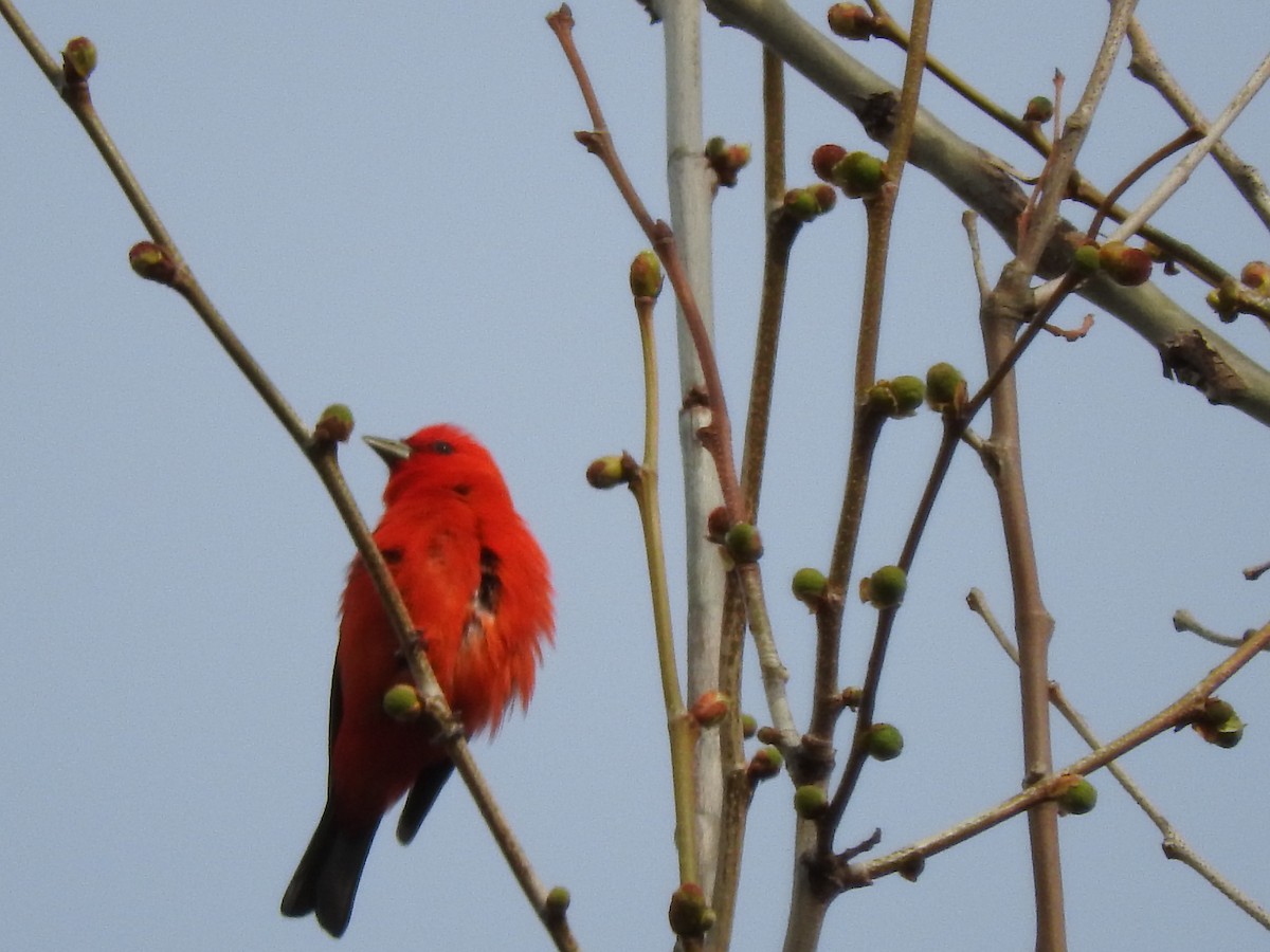 Scarlet Tanager - ML99261761