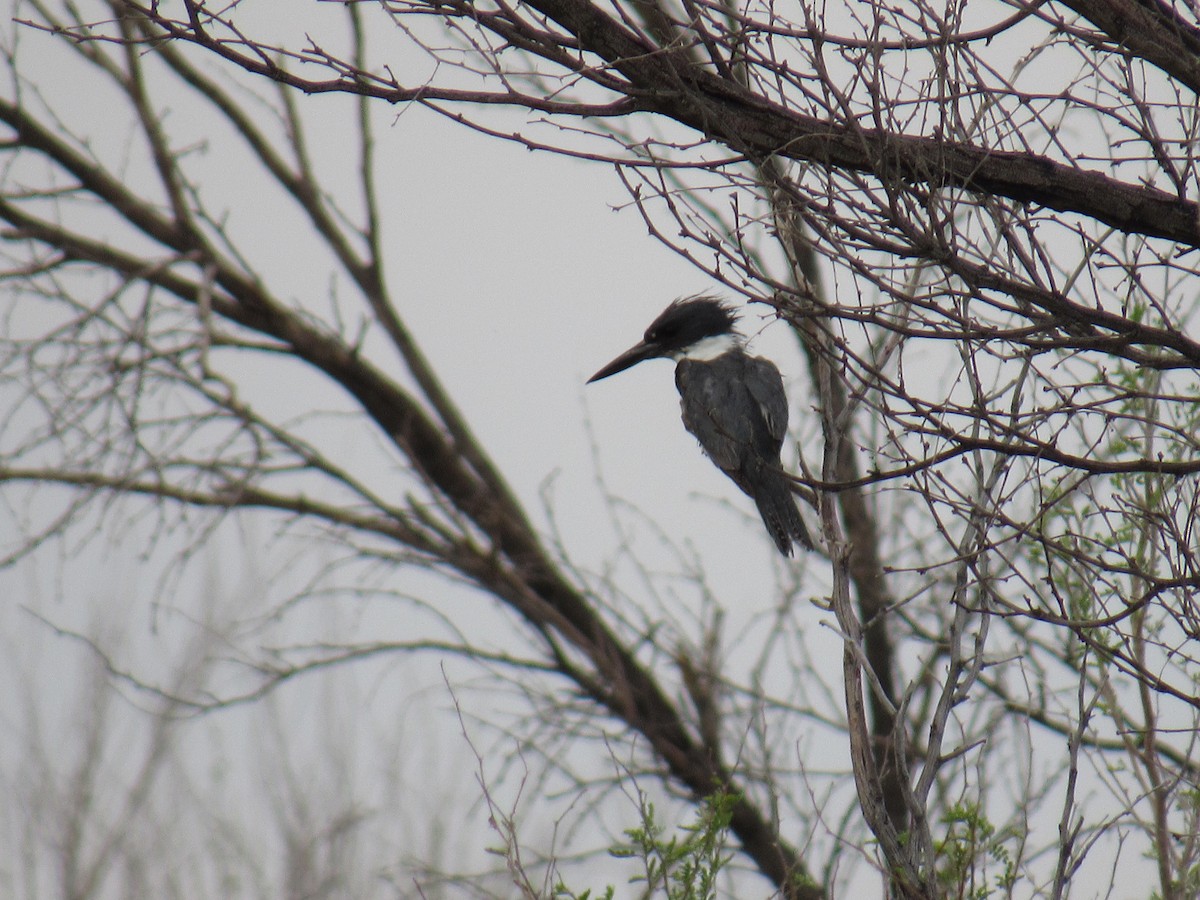 Belted Kingfisher - ML99262001