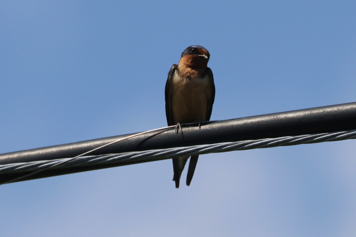 Barn Swallow - ML99262211